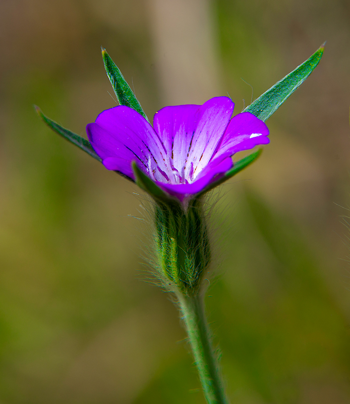Stacks Image 1772